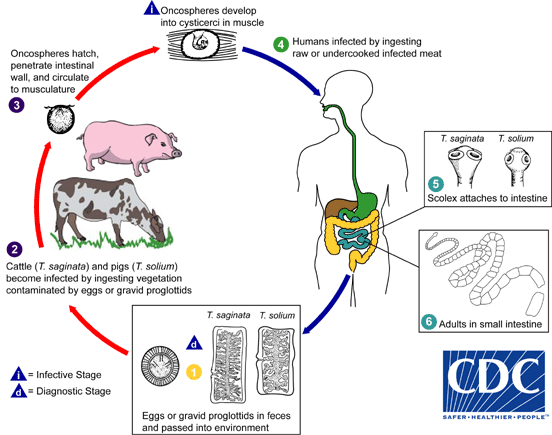 Taenia Infection Lifecycle Taenia Infection Lifecycle