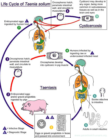 Taenia Solium Life Cycle Taenia Solium Life Cycle
