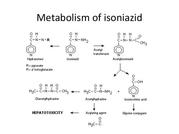 Isoniazid - Antituberculosis Agent Isoniazid - Antituberculosis Agent