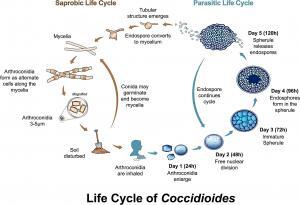 Coccidioides - Fungal Infections - AntiinfectiveMeds.com