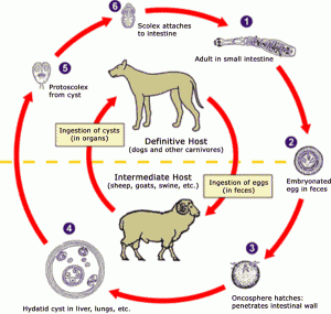 Echinococcal Infection - Parasitic Infections - Antiinfectivemeds.com