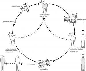 Ehrlichia Infection (Ehrlichiosis) - Bacterial Infections ...