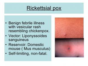 Rickettsialpox - Bacterial Infections - AntiinfectiveMeds.com