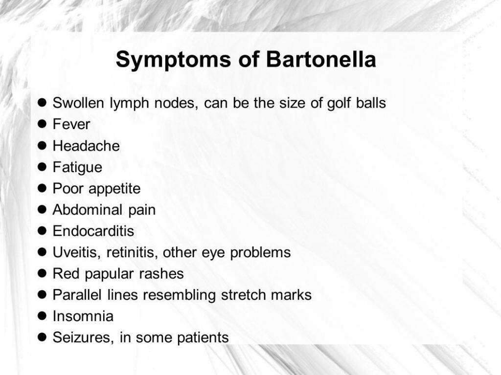 Bartonella - Bacterial Infections - AntiinfectiveMeds.com