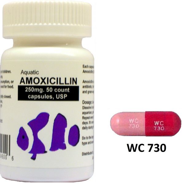 Amoxicillin for Injection or Infusion - Antibiotic Drugs ...