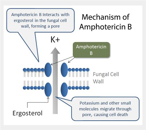 Amphotericin B: Cautions - Antifungal Drugs - AntiinfectiveMeds.com