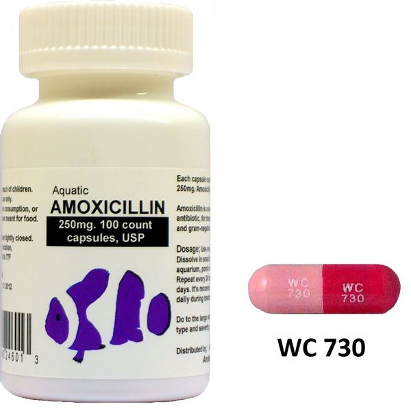 Antibiotics Amoxicillin For Sale