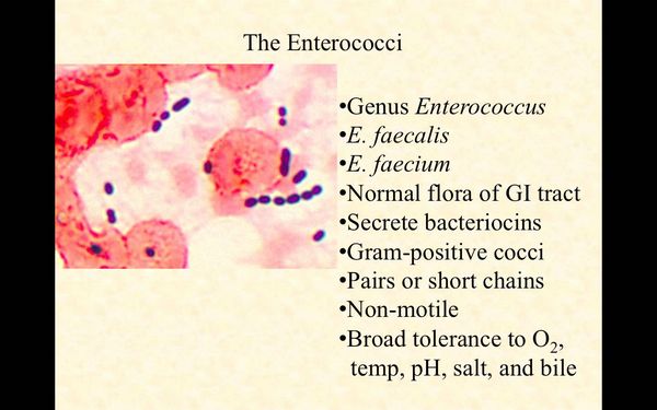 Enterococci - Bacterial Infections - AntiinfectiveMeds.com