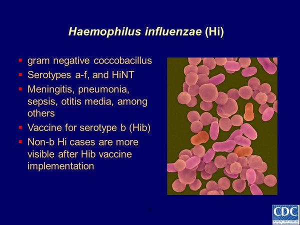 Haemophilus, Bordetella, & Branhamella Species - Bacterial Infections ...