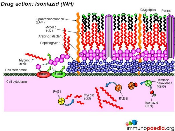 Isoniazid: Uses - Antituberculosis drugs - AntiinfectiveMeds.com