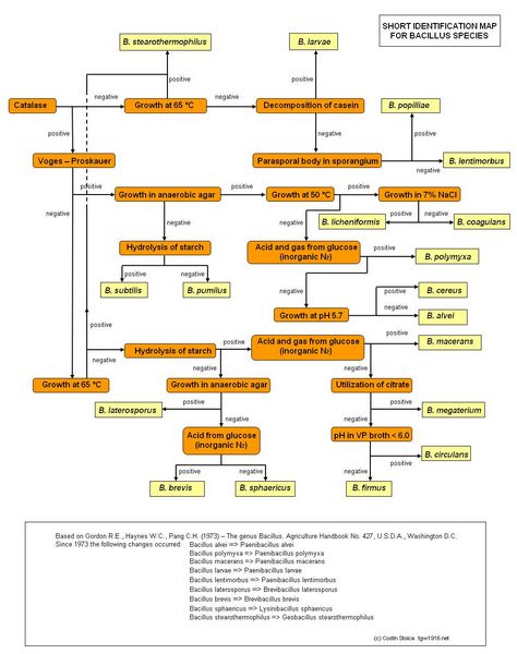 Bacillus Species Identification Flow Chart