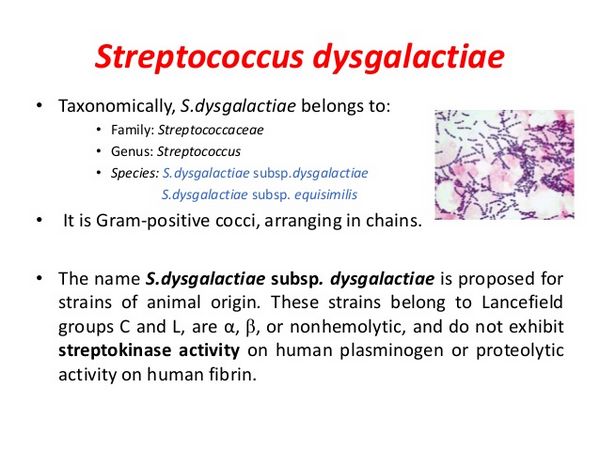 streptococcus-dysgalactiae-subspp-equisilimis-streptococcus