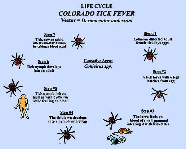 Colorado Tick Fever - Viral Infections - AntiinfectiveMeds.com