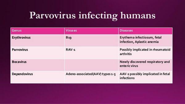 Parvoviruses - Viral Infections - AntiinfectiveMeds.com